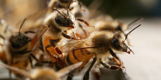 Happy Valley’s NZ Fresh Royal Jelly Benefits