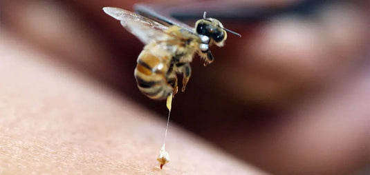 The-Amazing-Benefits-of-Bee-Venom Happy Valley Honey
