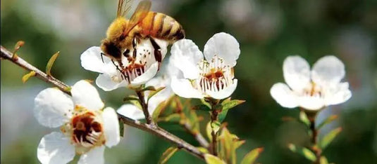 Clean-your-home-with-Mānuka-Oil Happy Valley Honey