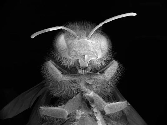 For-a-time-when-the-bee-no-longer-exists Happy Valley Honey