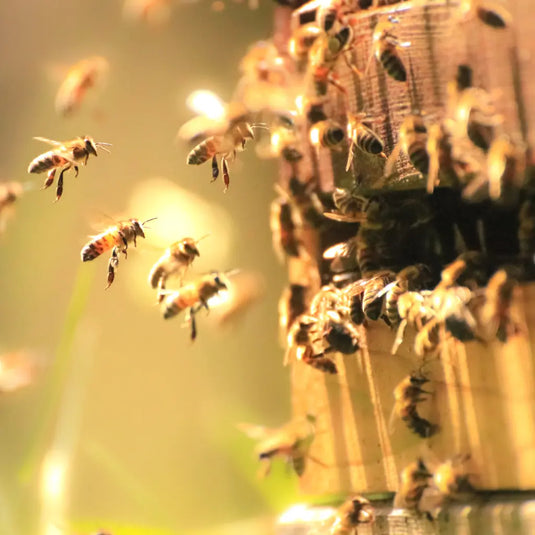 Different-Roles-of-the-Honeybee Happy Valley Honey