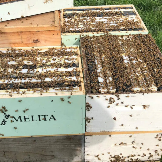 How-a-New-Hive-Begins Happy Valley Honey