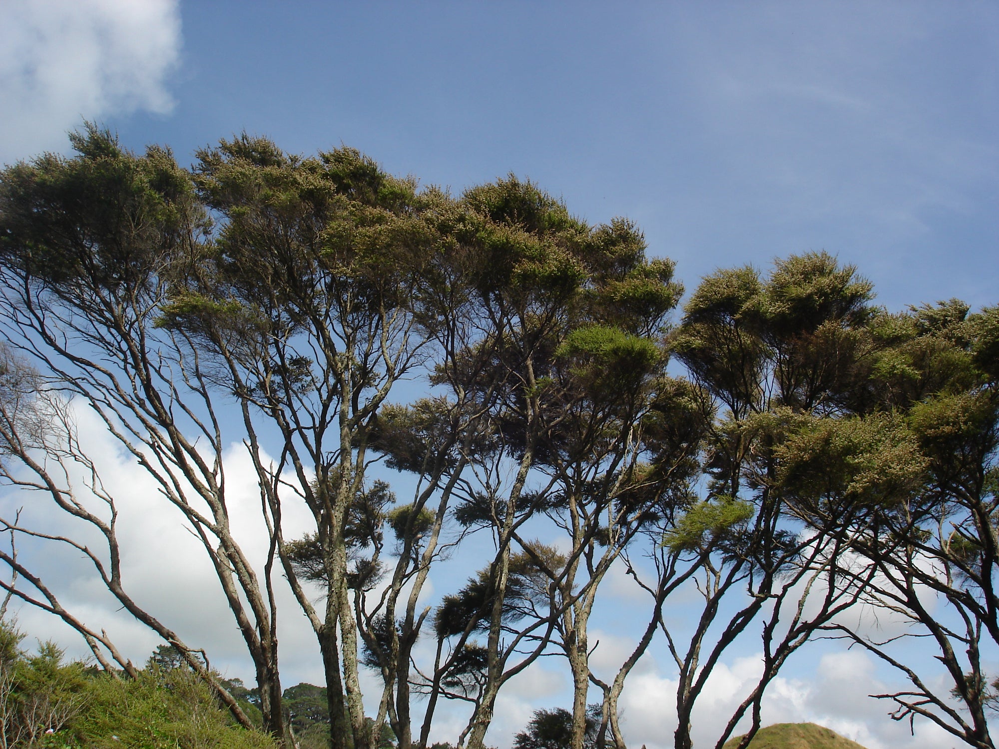 The Wonders of the Mānuka Tree