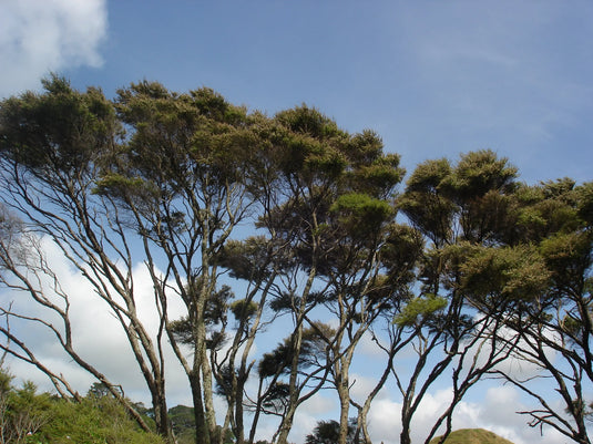 The-Wonders-of-the-Mānuka-Tree Happy Valley Honey