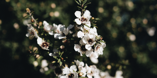 Manuka Honey Explained: What Makes It Unique, How It’s Graded, and How to Choose
