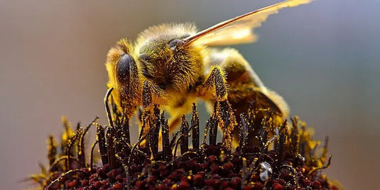 How-to-help-save-the-bees Happy Valley Honey
