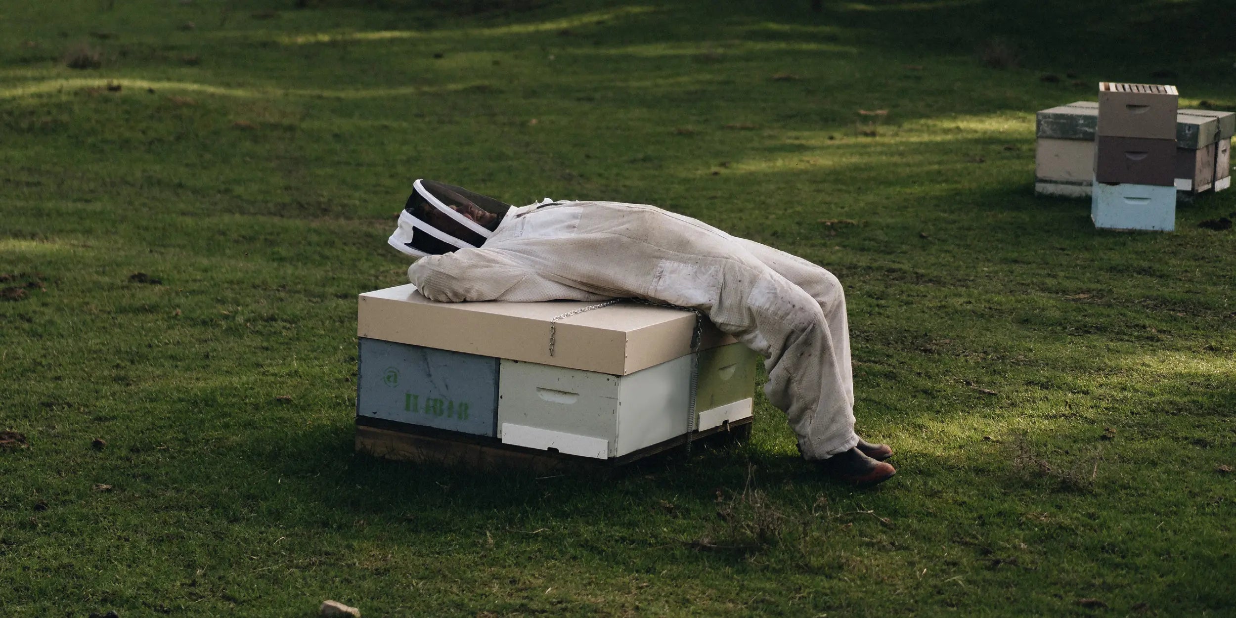 Springtime in a beehive