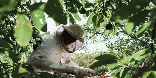 How-is-Honey-made Happy Valley Honey