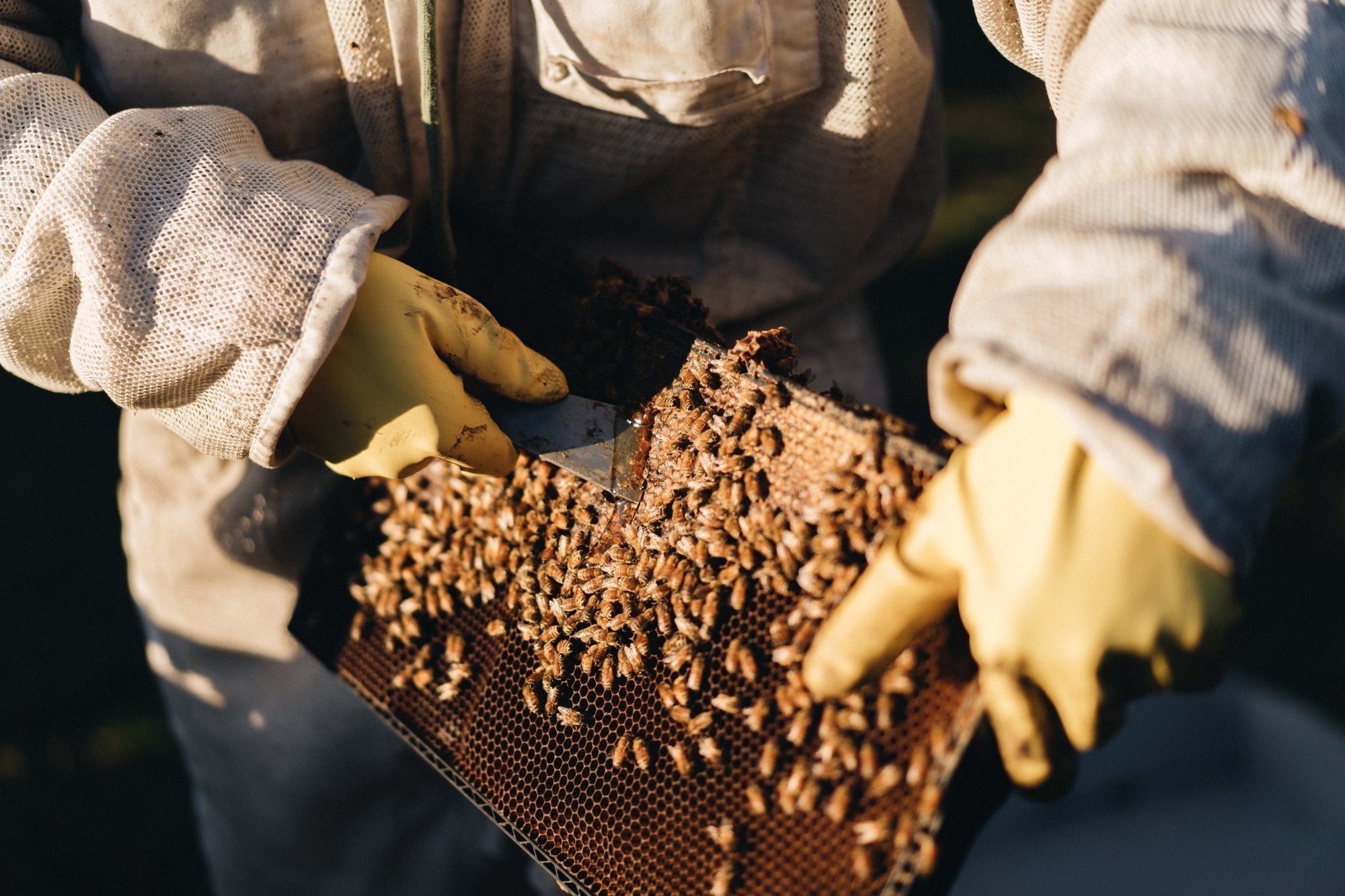 New Zealand Manuka Honey: Why Origin Matters and What to Look For
