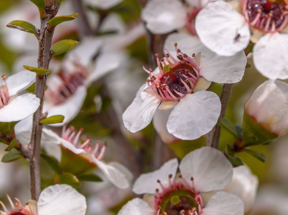 7 Household Uses for Mānuka Honey