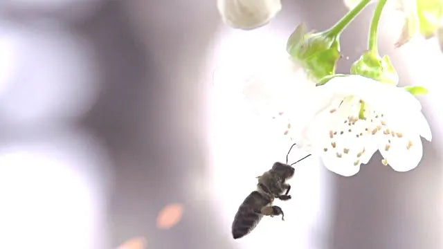 How can YOU help save the Bees